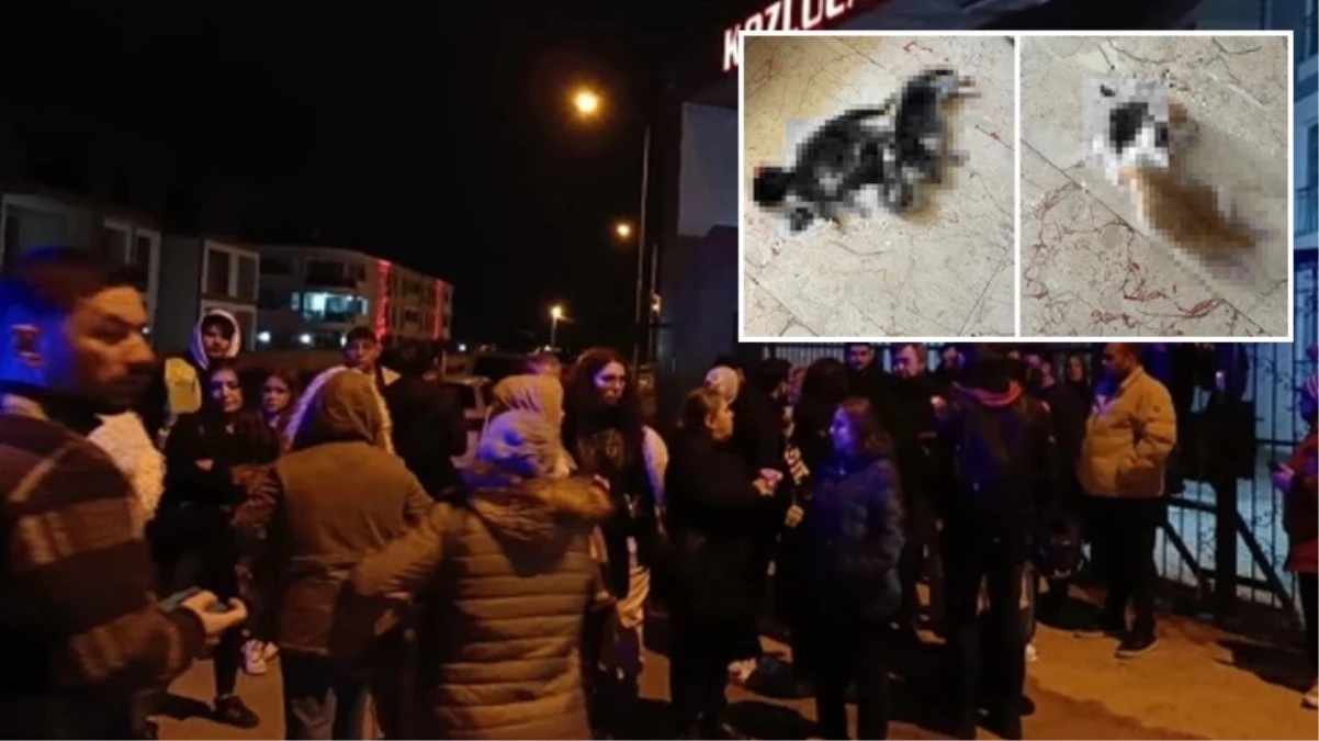 Bursa İnegöl’de kan donduran kedi katliamı! Annenin kuyruğunu, yavrularının ise başlarını kestiler