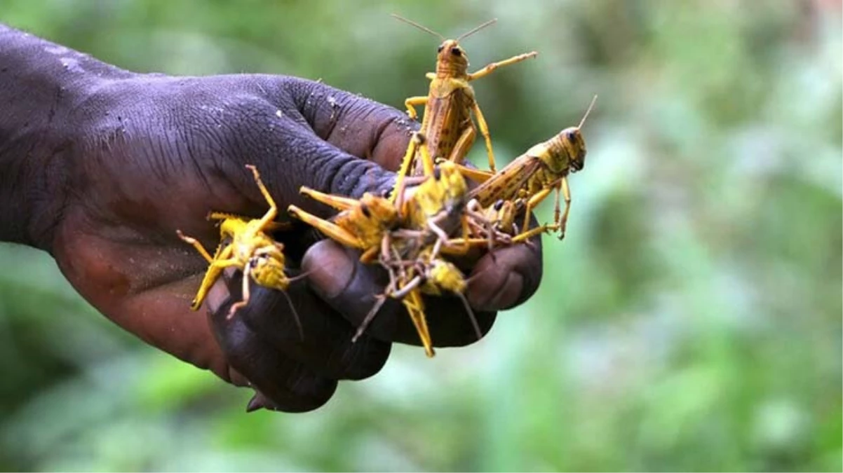 Sudan’daki kıtlıkta insanlar çekirge yiyerek hayatta kalmaya çalışıyor