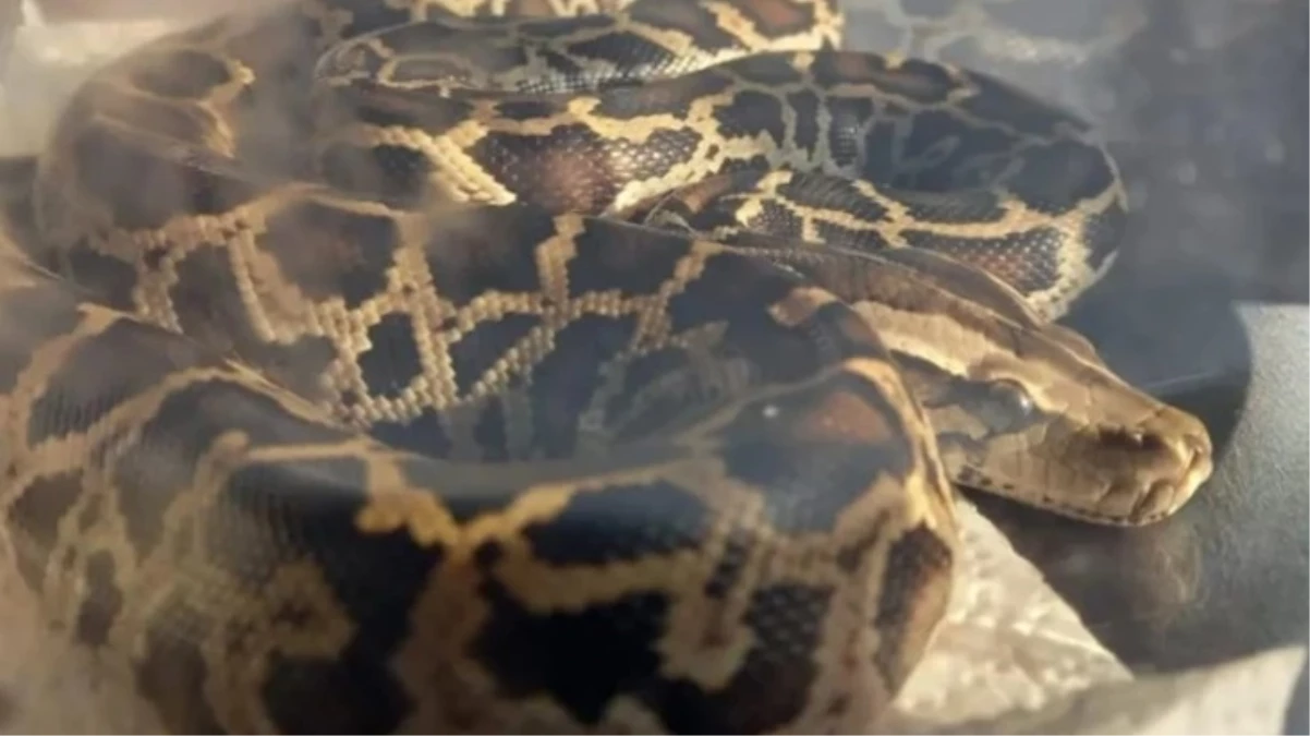 Trabzon’da otobüs terminalinde piton ele geçirildi