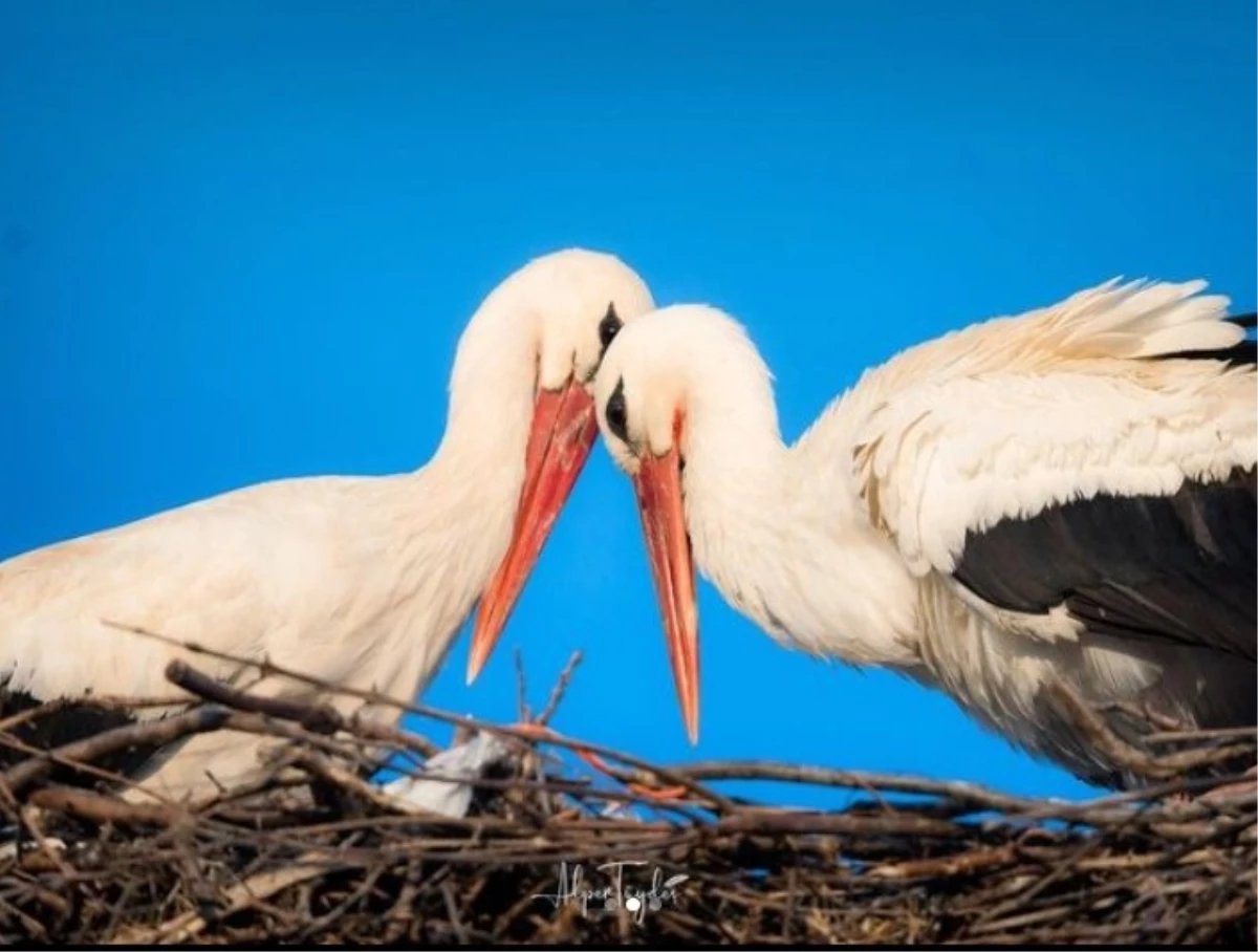 Milyonlarca kişinin gözdesi Yaren Leylek’in eşi Nazlı’ya kavuşma anı kameraya yansıdı