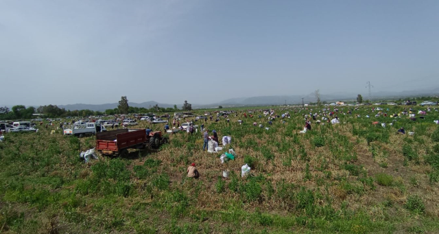 Satamadığı soğanı bedava yapınca 3 bin kişi tarlaya akın etti