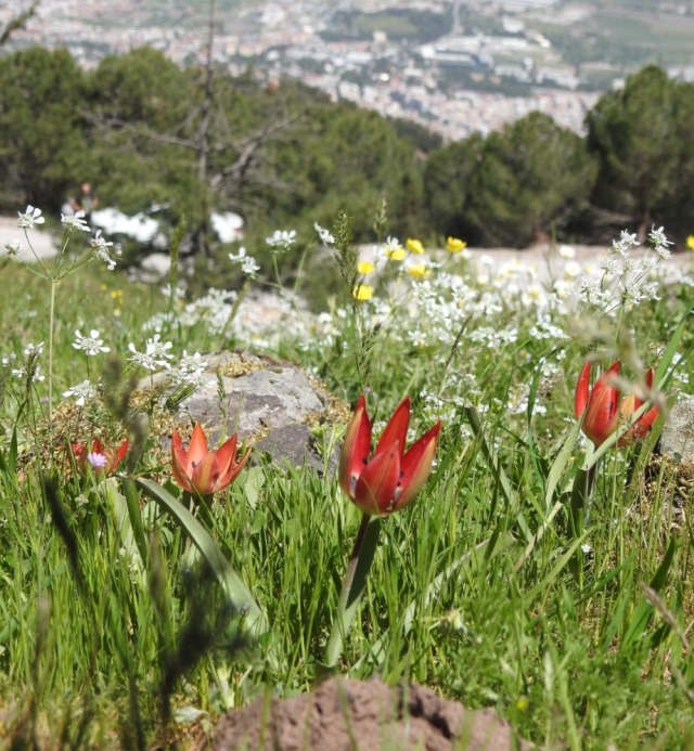 Yılda bir kez açan Manisa lalelerini koparmanın cezası 387 bin lira