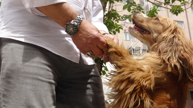 17 yaşındaki ehliyetsiz sürücü köpeği ezip kaçtı