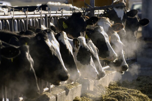 ABD'de H5N1 paniği! İlk vaka görüldü, enfekte olmuş sütü içen kediler öldü