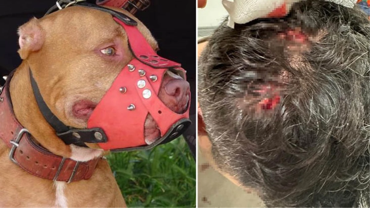 Bekçi ile boksör arasında ‘ağızlıksız pitbull’ kavgası: Sopayı aldım ikisinin kafasına geçirdim