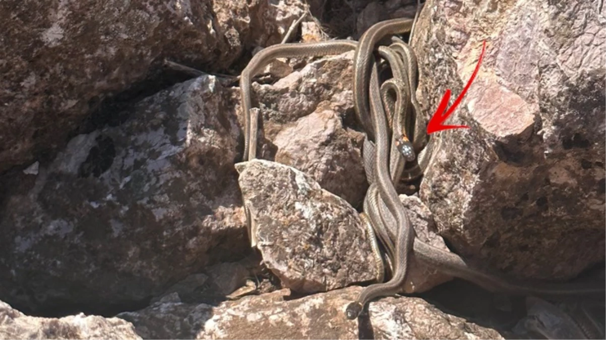 Görüntü Türkiye’den! Sürü halindeki yılanlar adeta Brezilya’nın ‘Yılan Adası’nı andırıyor