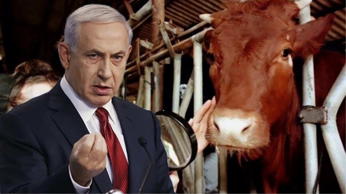 “Kızıl inek” kehaneti yeniden gündemde! Mescid-i Aksa’da Üçüncü Tapınak’ı inşa etmek istiyorlar