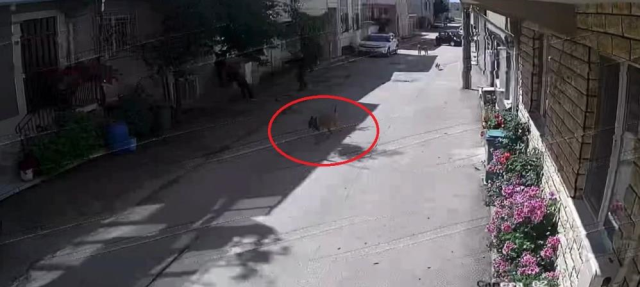 Bursa'da sahipsiz köpekler 2 çocuğu hastanelik etti