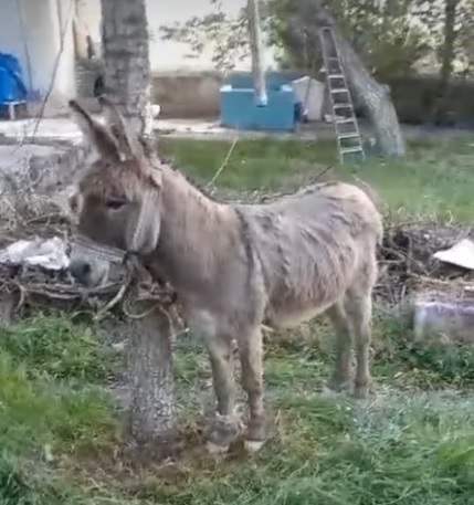 Kayseri'de başıboş bir eşeğin ısırdığı kadın yaralandı