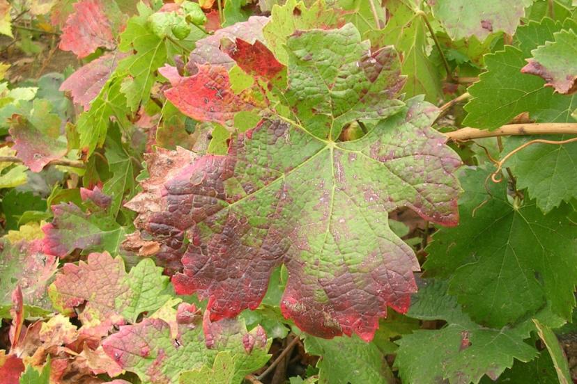 Ağaçları bitiren hastalık: Yüzde 30’u kuruyabilir…