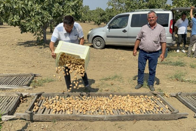 Aydın’da sezonun ilk kuru incirinin kilosu 400 liradan alıcı buldu