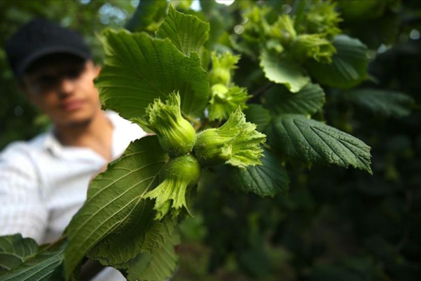 Bu yıl fındıkta 453 bin ton rekorlte bekleniyor