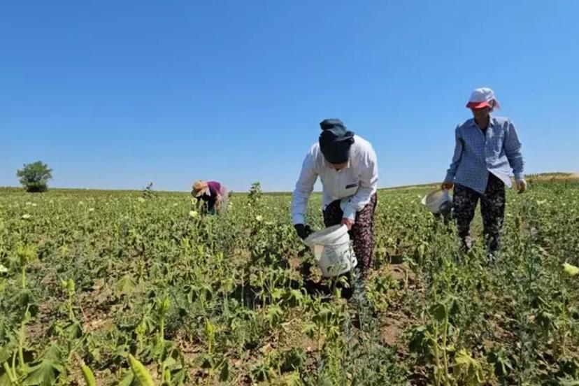 Edirne’de coğrafi işaretli hasadı başladı: Kilosu 250 TL’ye satılıyor, faydaları saymakla bitmiyor