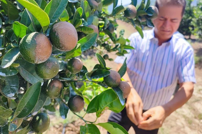 İklim Krizi Adana’da Narenciye Rekoltesini Vurdu: “Rekor Sıcaklar Meyvelerimizi Yaktı”