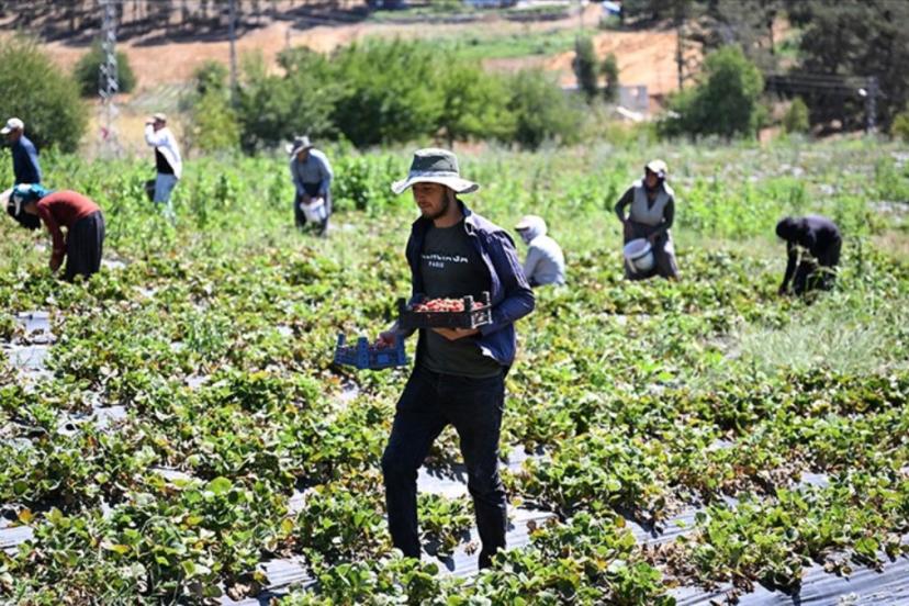 Kahramanmaraş’tan 50 ülkeye çilek ihracatı