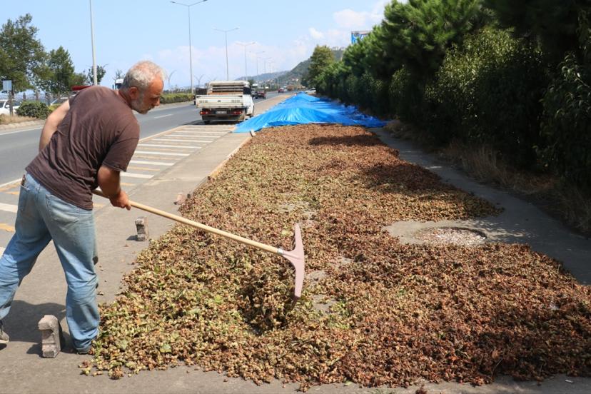 Karadeniz sahil yolunda fındıklar kaldırımlarda kurutuluyor