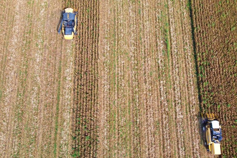 Osmaniye’de biçerdöverler mısır hasadı için tarlalara girdi