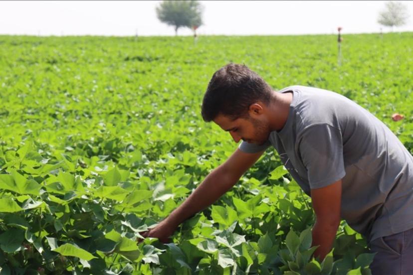 Şanlıurfa’da kavurucu sıcaklar pamuk üreticilerini sevindirdi