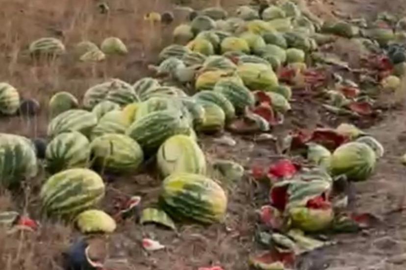 Tekirdağ’da Yola Dökülen Karpuzlar Sosyal Medyada Tepki Topladı