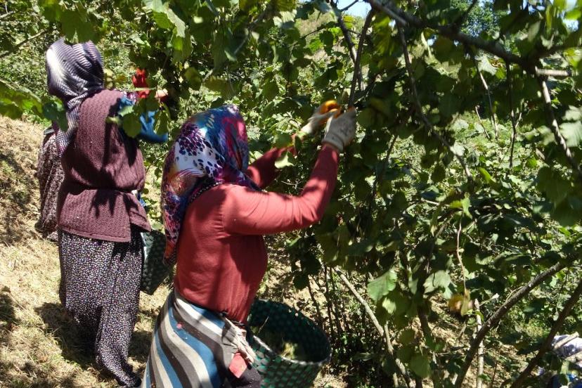 TMO 2025 fındık fiyatlarını açıkladı, gözler serbest piyasaya çevrildi