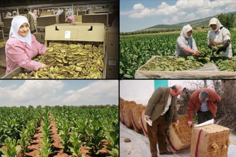 Tütün mamullerinin üretim ve ticaretine ilişkin esaslar düzenlendi