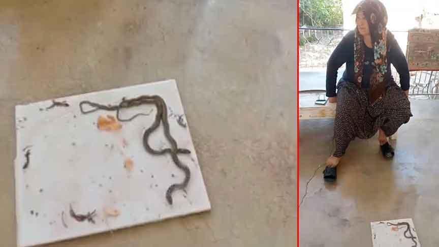 Düziçi’nde Evinde Yılan Gören Kadın Yetkililerden Yardım İstedi