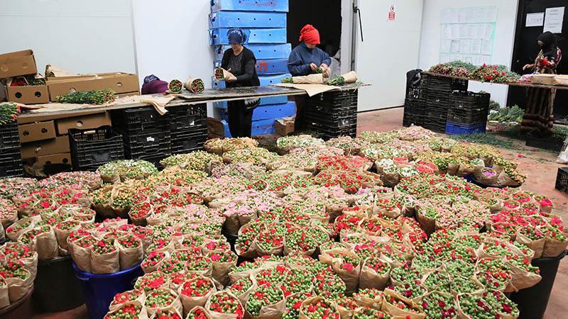 Kesme Çiçek İhracatında Rekor: Hedef 180 Milyon Dolar