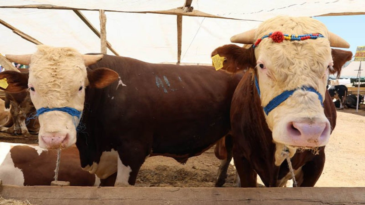 İSTANBUL’DA KURBANLIK HAREKETLİLİĞİ: 1800 BÜYÜKBAŞ PİYASAYA GİRİYOR, FİYATLARDA DENGE SİNYALİ!
