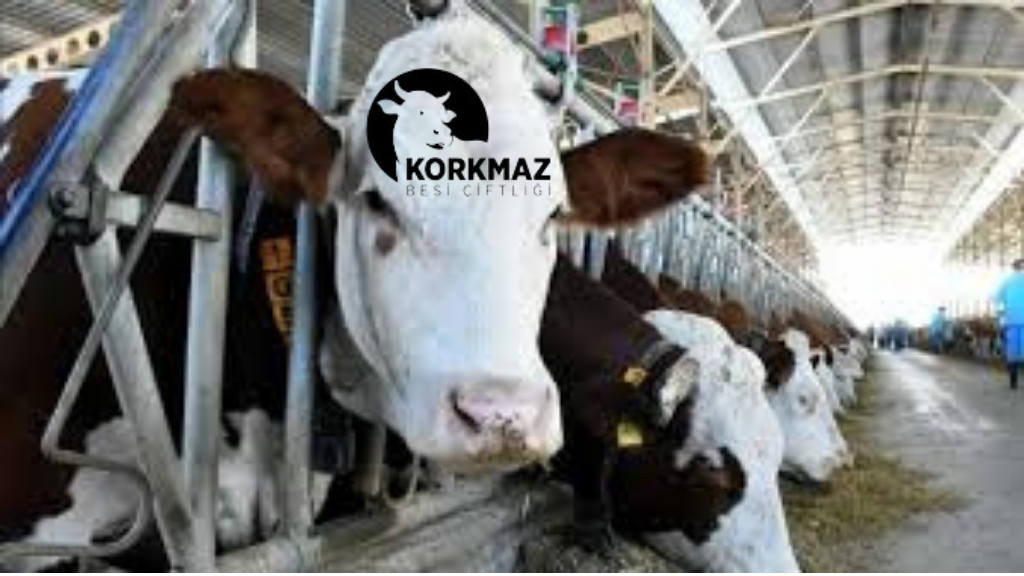 Korkmazlar Besi Çiftliği’nden Kurban Bayramı Öncesi Güven Veren Hizmet
