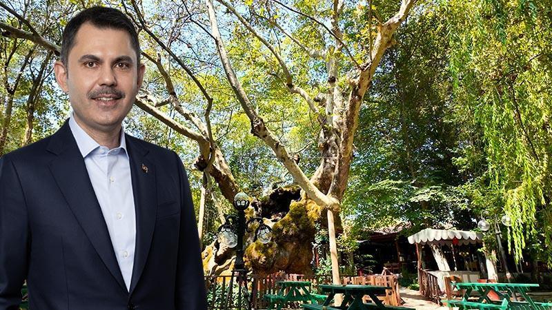 854 Yıllık Çınar Ağacı Koruma Altında: Kanuni’nin Otağ Kurduğu Ağaç Zamana Direniyor