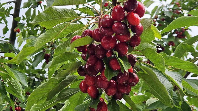 Kiraz ve Vişne İhracatı Yüz Güldürdü! Batı Akdeniz’den 40,6 Milyon Dolar Kazanç