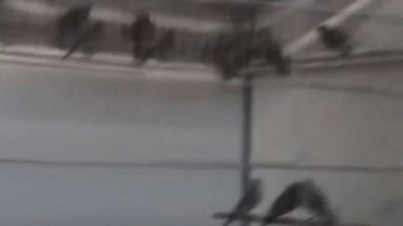 Yasa dışı saka kuşu üretimine operasyon: 134 kuşa el konuldu